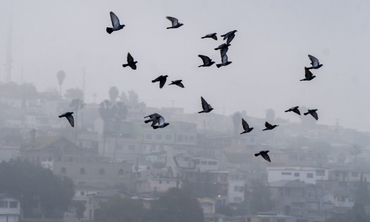 Vuelo de aves entre neblina por frio