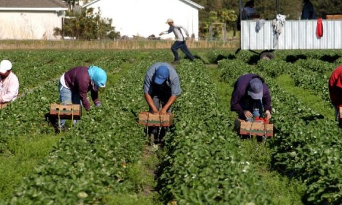 Francisco Cervantes, indica que 70 las empresas daran empleo a deportados