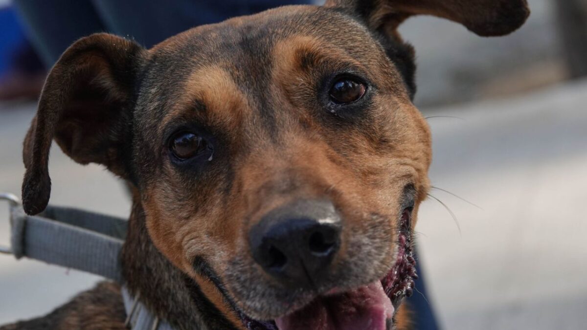 En vísperas de Día de Reyes piden no regalar mascotas