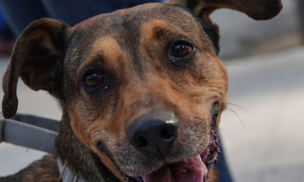 En vísperas de Día de Reyes piden no regalar mascotas