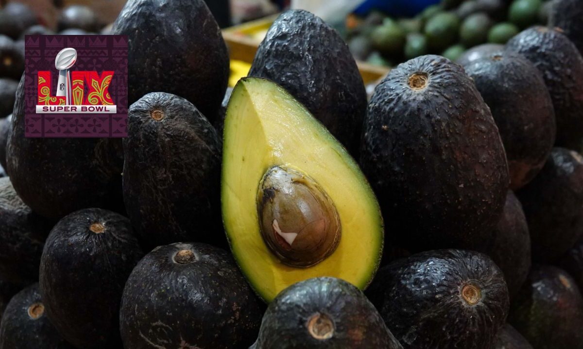 México prevé el envío de 110 mil toneladas de aguacate para el disfrute de las familias y negocios de Estados Unidos por el Super Bowl.