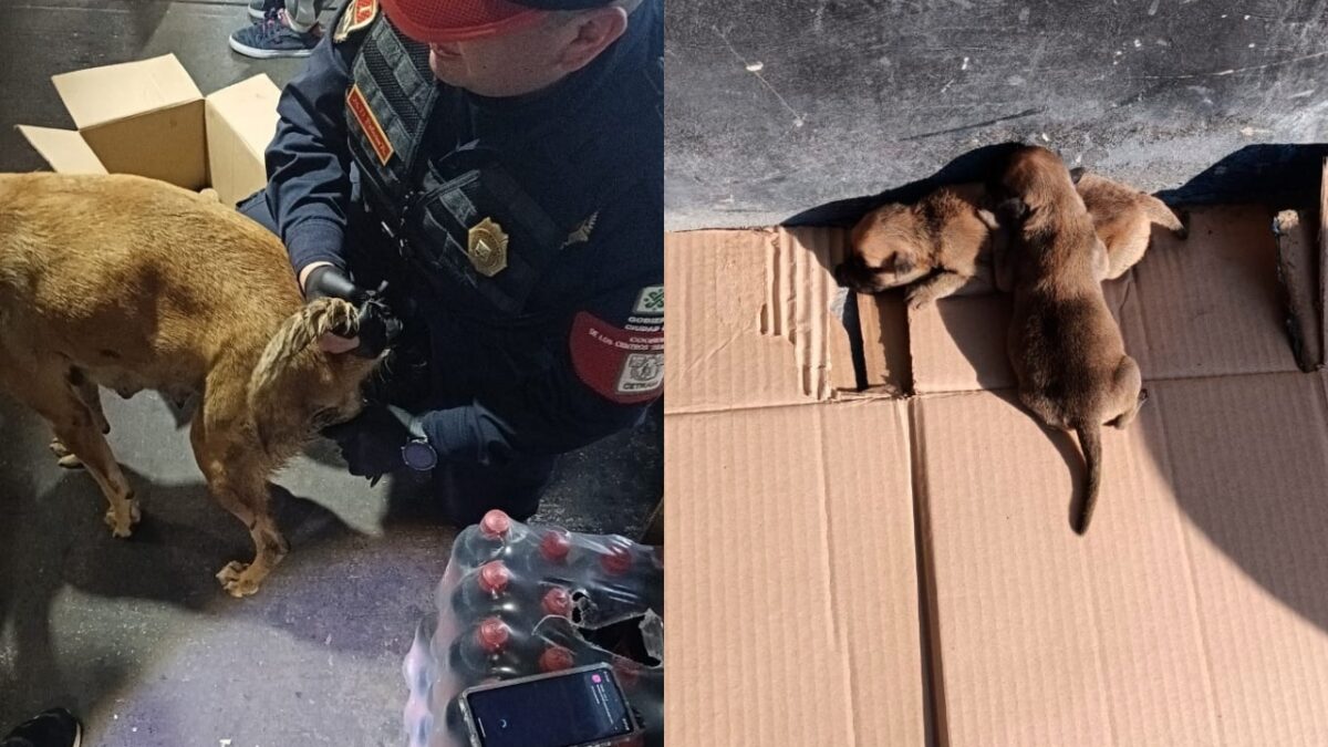 Policías ayudan a perrita en labor de parto en Indios Verdes