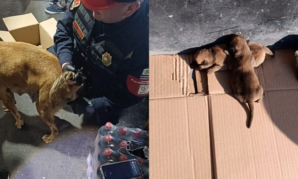 Policías ayudan a perrita en labor de parto en Indios Verdes