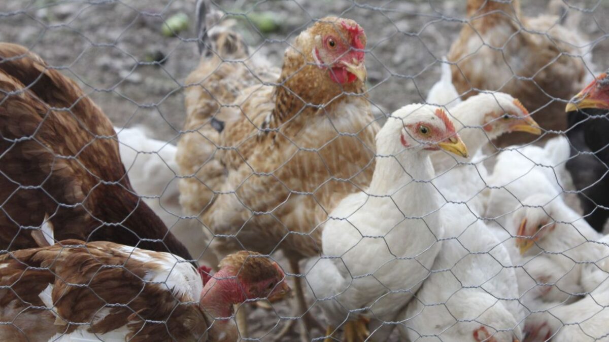 Grupo de pollos en una granja