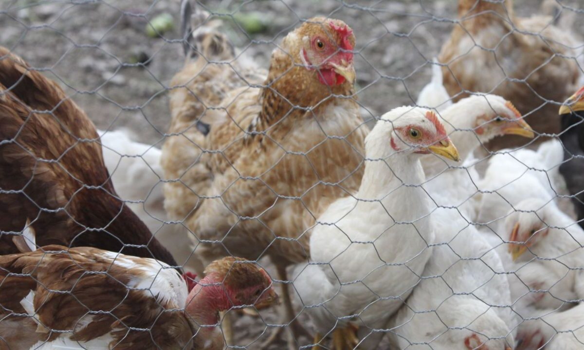 Grupo de pollos en una granja