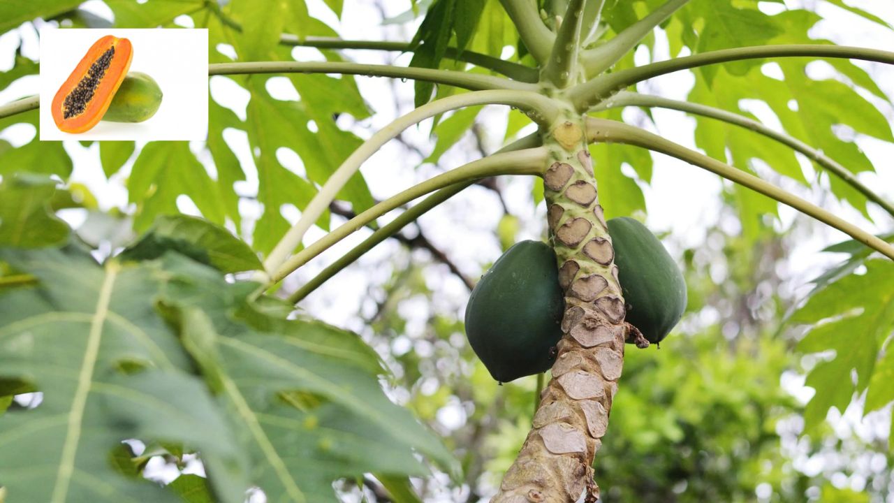 La papaya crece en un árbol llamado papayo