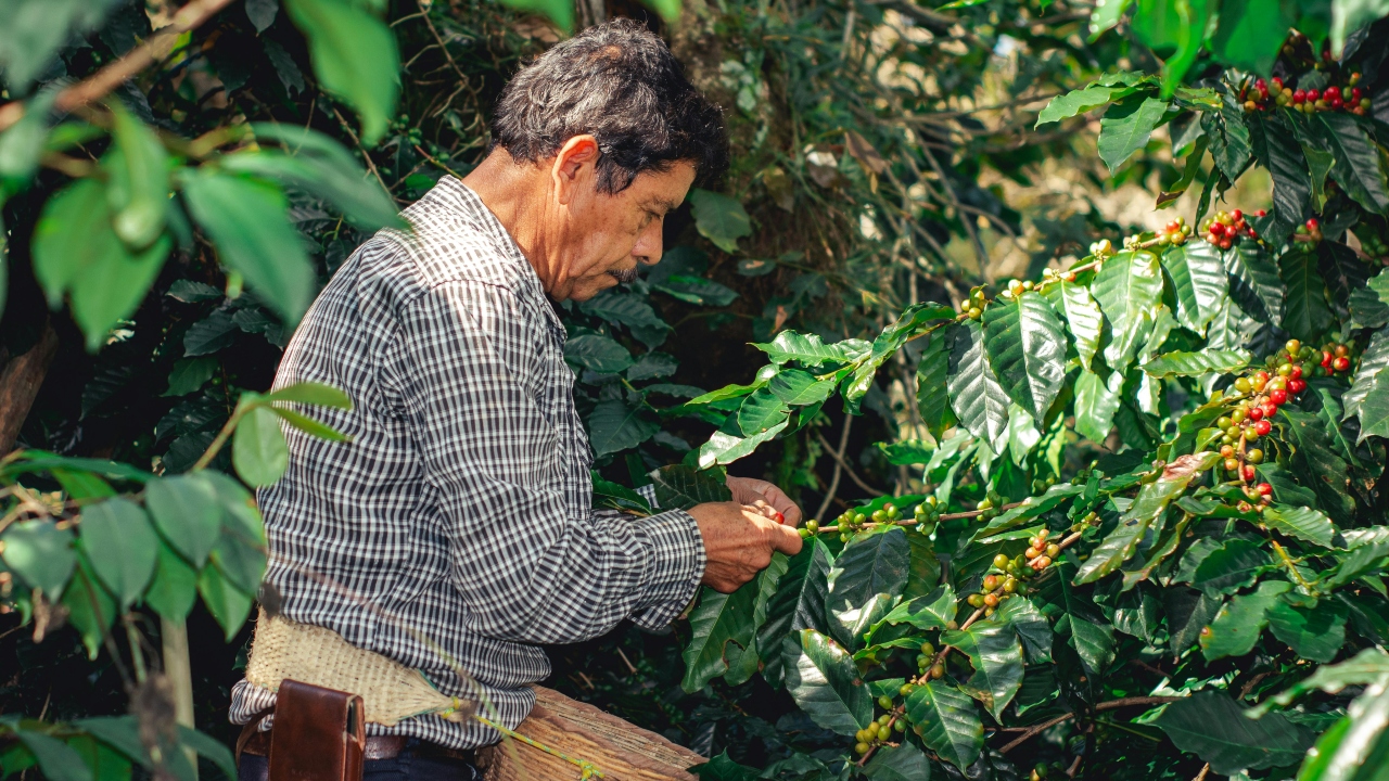 Foto: Pexels/ Chiapas, Veracruz y Puebla son los principales estados productores de café en México. 