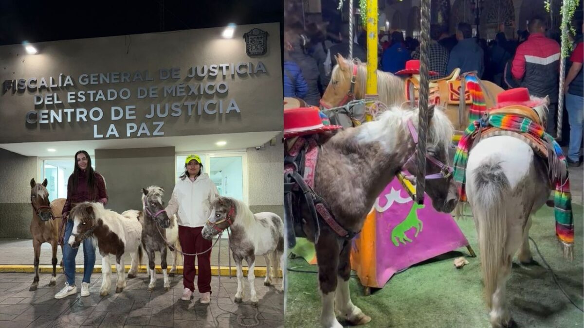 Seres Libres rescata a 4 ponis de carrusel en feria del Estado de México