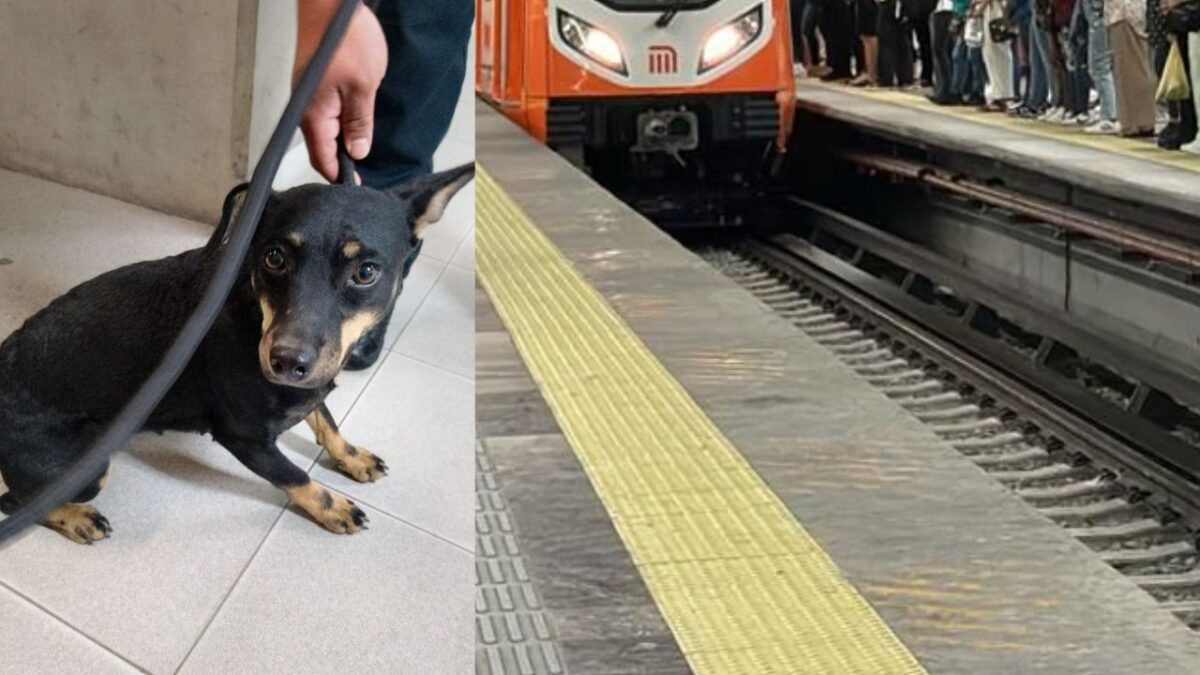 Un perro fue extraído de las vías del Metro en la Línea 12; el animal fue llevado a salvo y durante el rescate se detuvo el servicio.