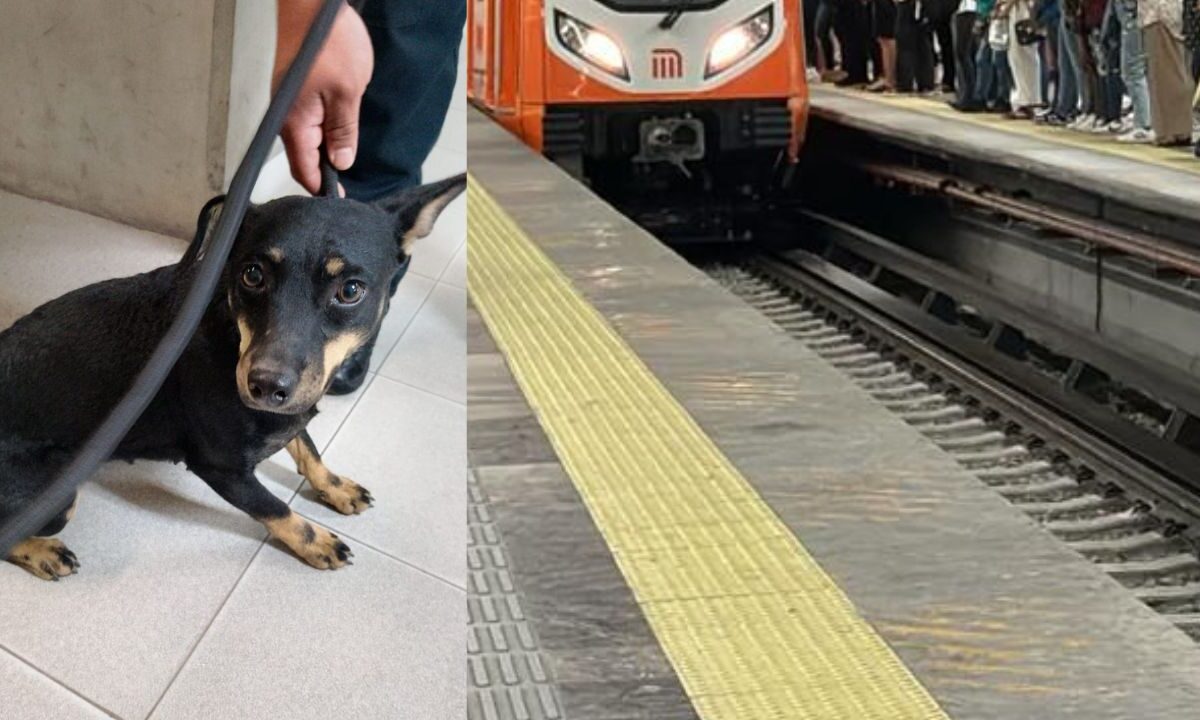 Un perro fue extraído de las vías del Metro en la Línea 12; el animal fue llevado a salvo y durante el rescate se detuvo el servicio.