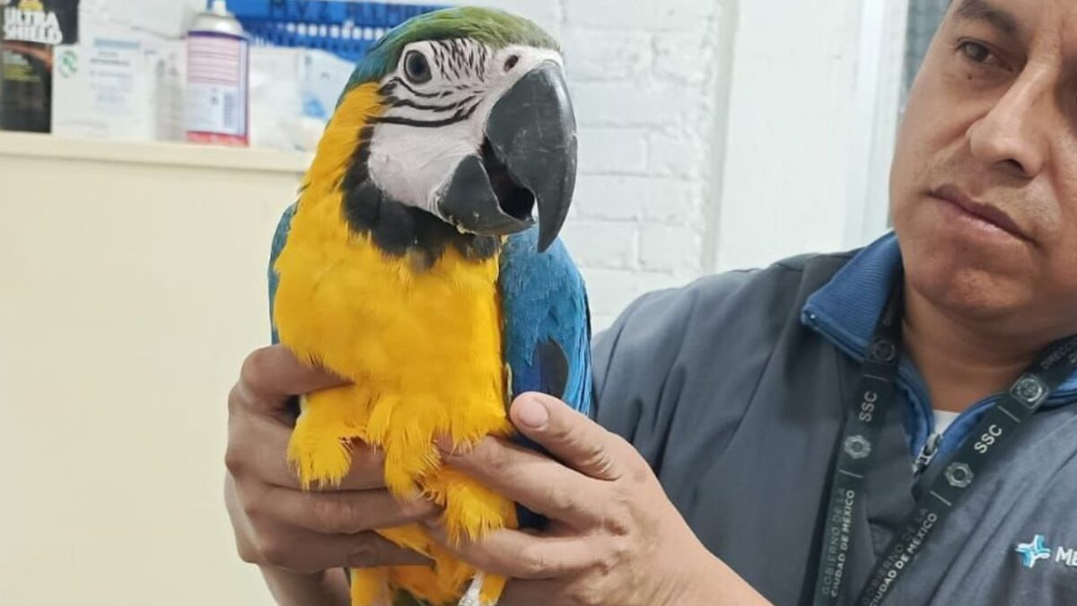 Rescatan a una guacamaya en la Ciudad de México