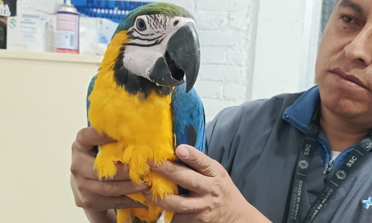 Rescatan a una guacamaya en la Ciudad de México