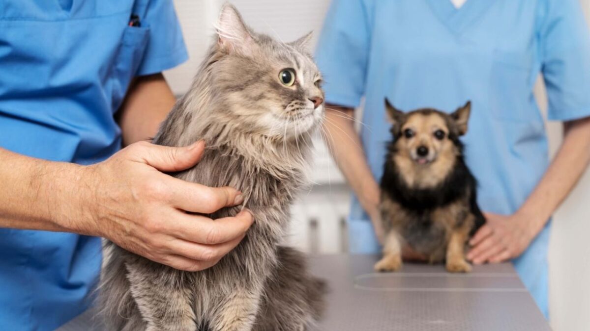 Las esterilizaciones ayudan a que tu compañero animal viva más y tenga un menor riesgo de padecer enfermedades graves