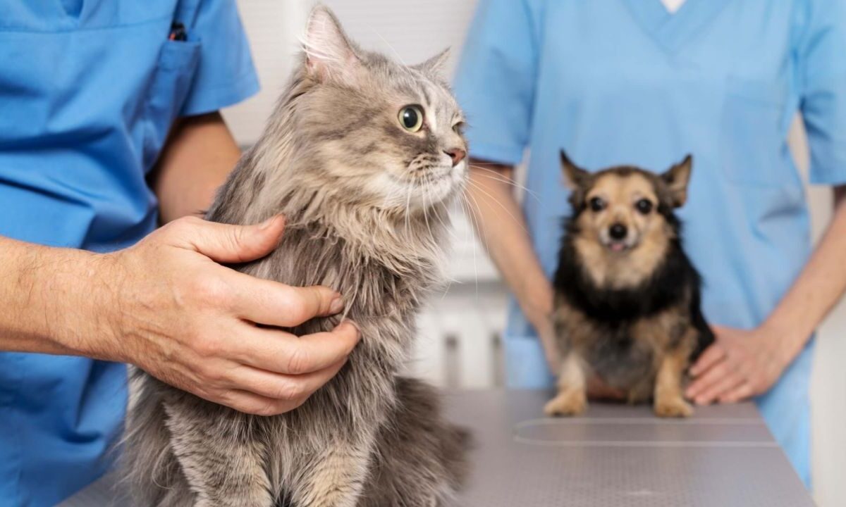 Las esterilizaciones ayudan a que tu compañero animal viva más y tenga un menor riesgo de padecer enfermedades graves