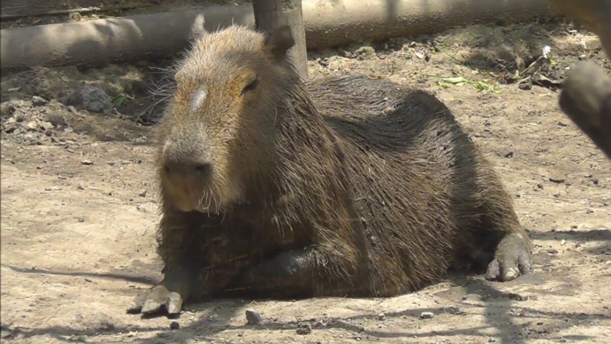 Capibara recostada en el suelo