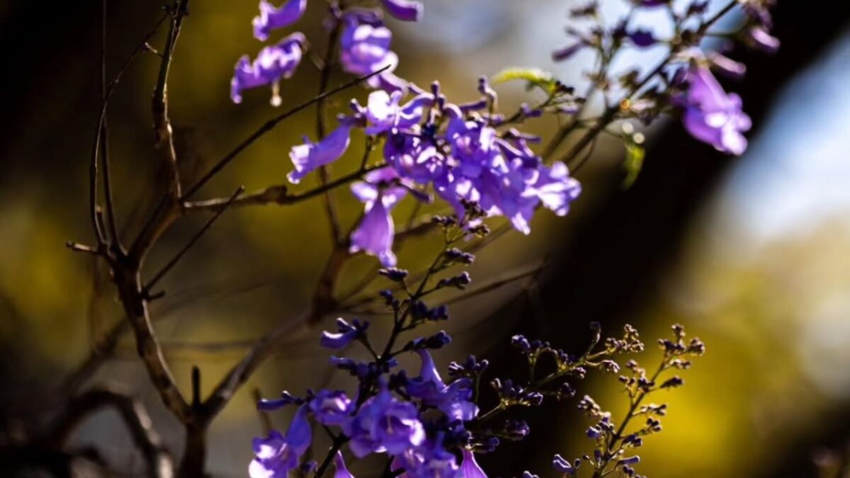 Flores de Jacarandas