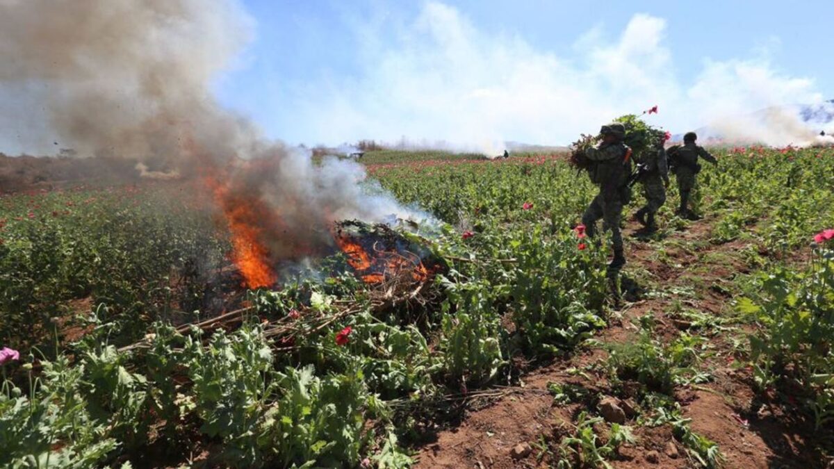 Sierra Madre Occidental, se produce la amapola el precursor de la morfina, de uso médico, y la heroína, droga dura como el fentanilo