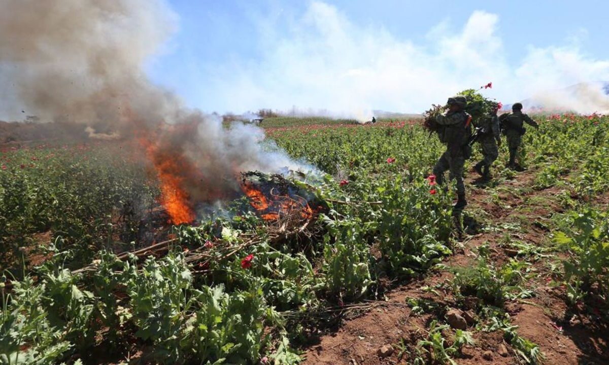 Sierra Madre Occidental, se produce la amapola el precursor de la morfina, de uso médico, y la heroína, droga dura como el fentanilo