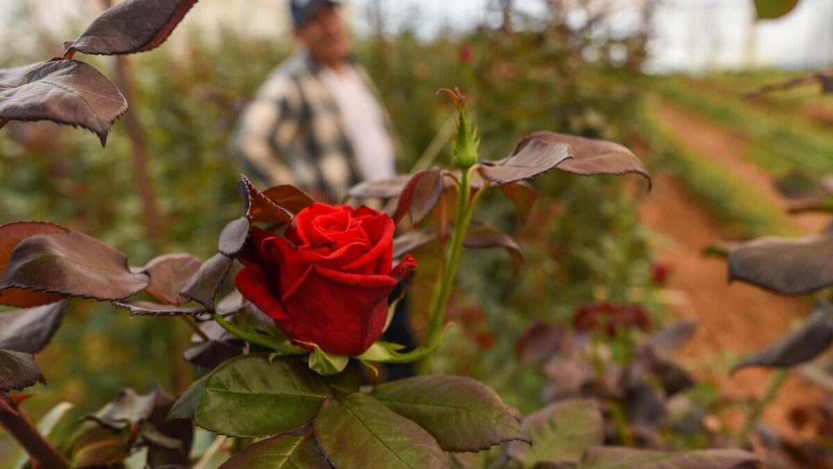 Rosas rojas, principalmente, son ofertadas en mercados y florerías de todo el país. 