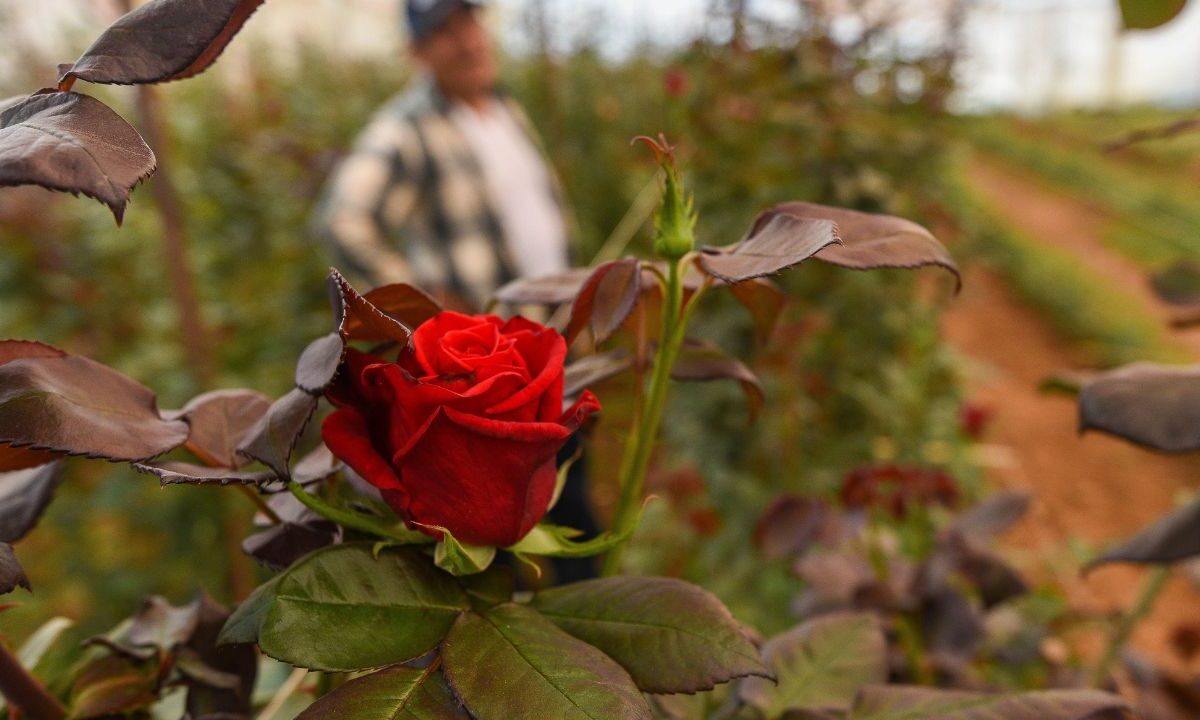 Rosas rojas, principalmente, son ofertadas en mercados y florerías de todo el país. 