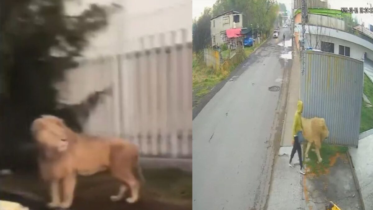 León captado en calles de Ocoyoacac