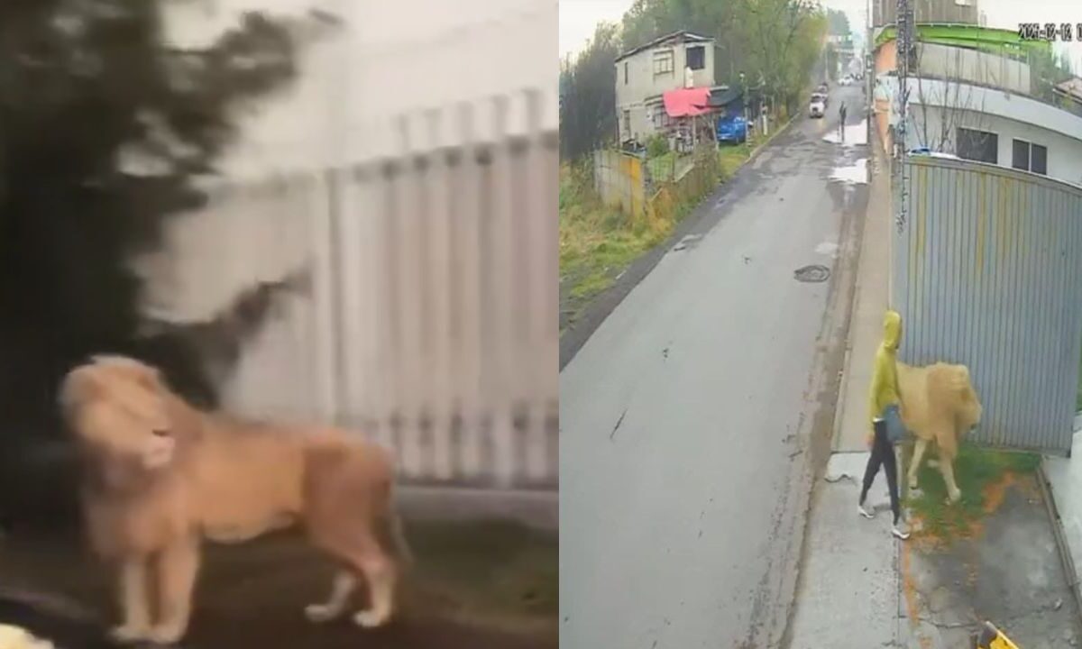 León captado en calles de Ocoyoacac