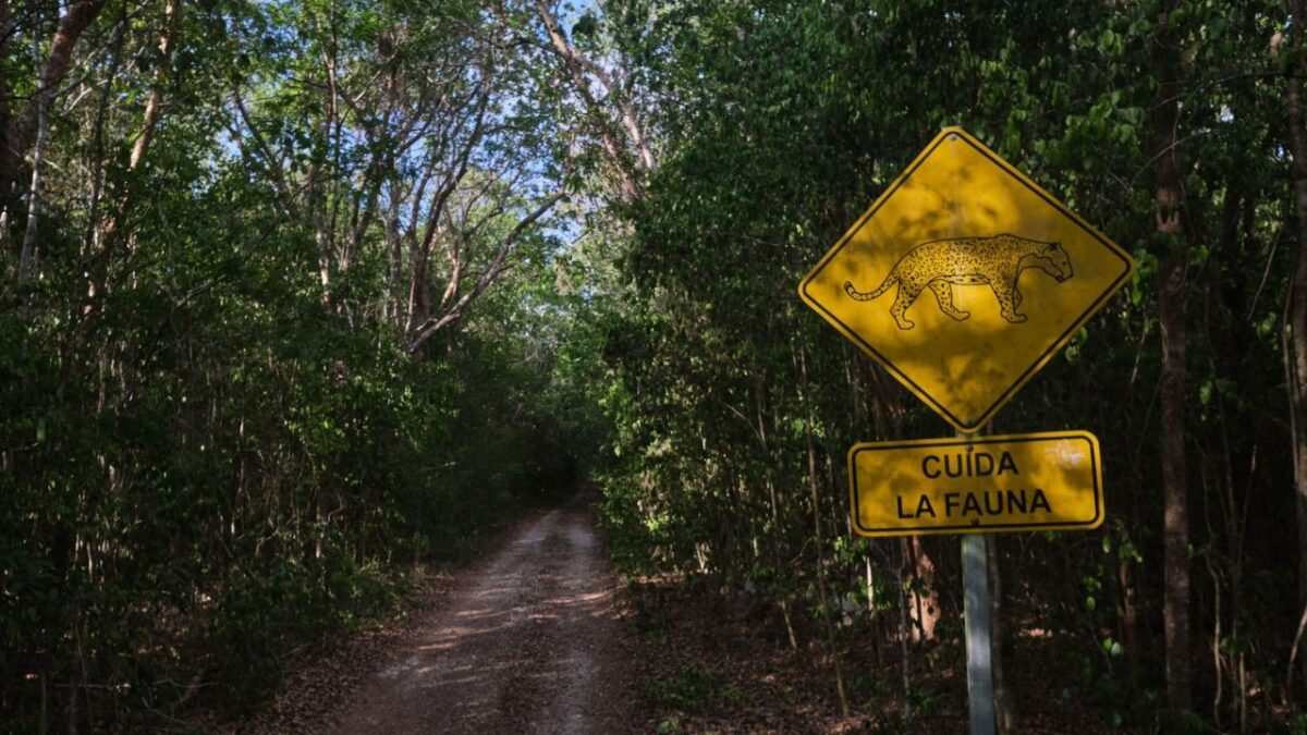 Se hizo un llamado a los tres niveles de Gobierno para atender este impacto ambiental en la zona de Yum Balam