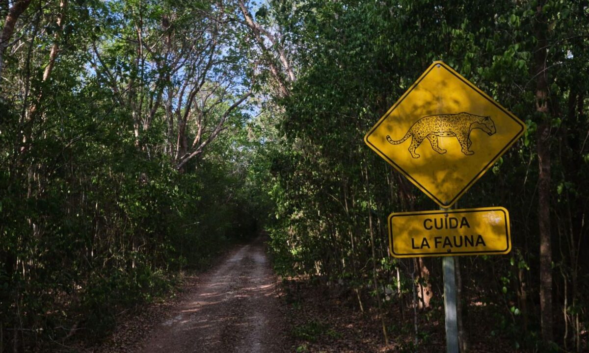 Se hizo un llamado a los tres niveles de Gobierno para atender este impacto ambiental en la zona de Yum Balam