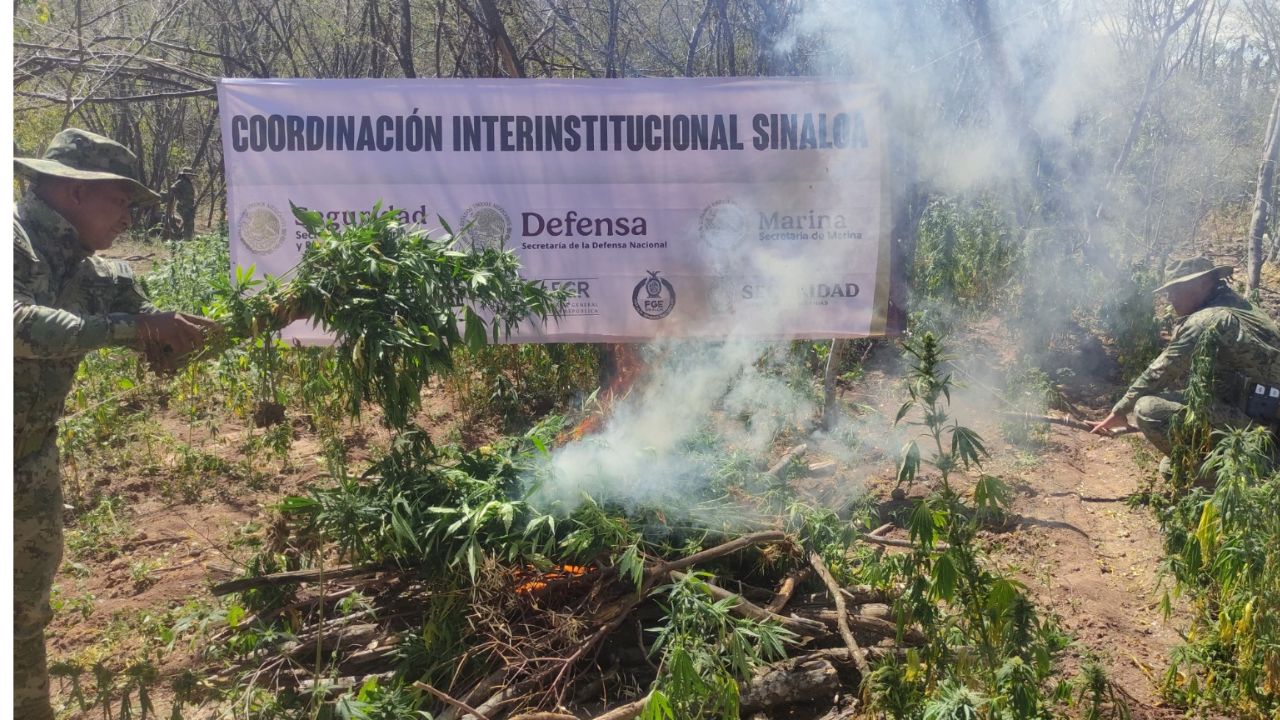 El plantío fue destruido en el lugar del hallazgo ante la autoridad ministerial competente