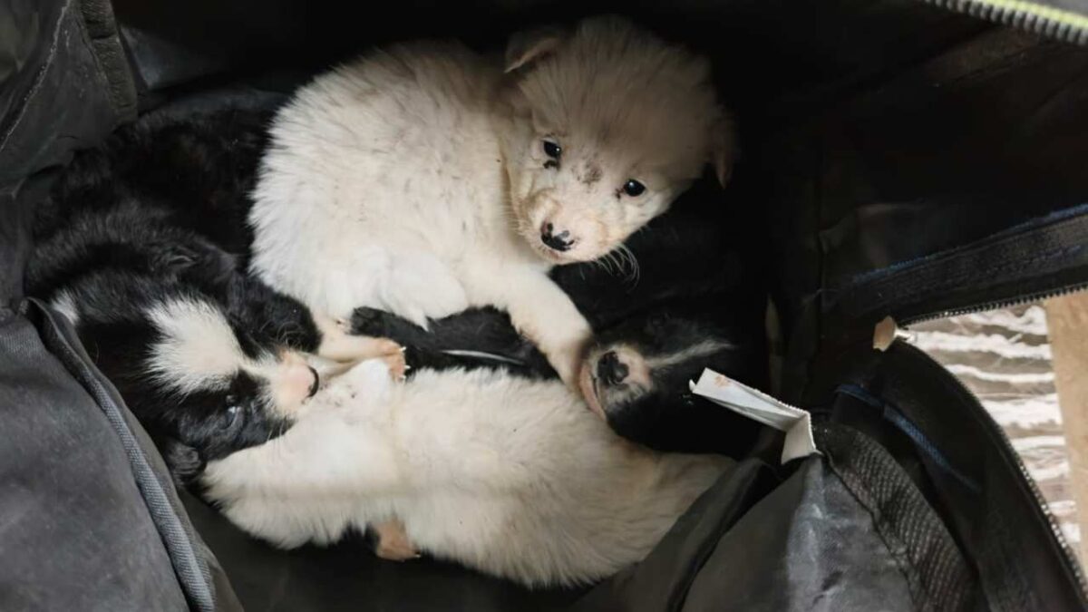 Cuatro cachorritos fueron abandonados en el Metro de la Ciudad de México.