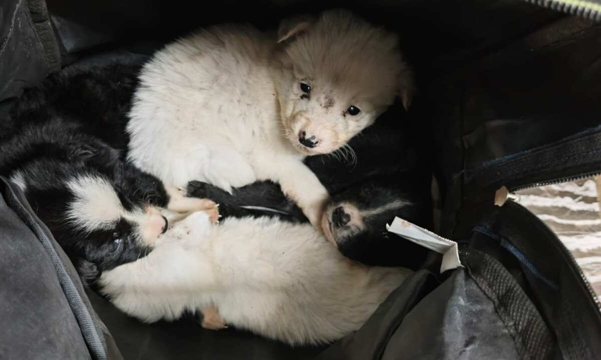 Cuatro cachorritos fueron abandonados en el Metro de la Ciudad de México.