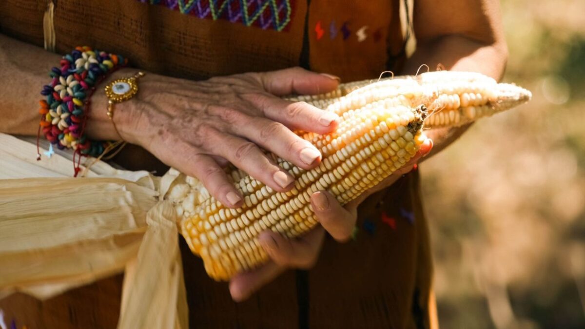 Alicia Bárcena afirmó que un cultivo de maíz debe estar libre de modificaciones genéticas.