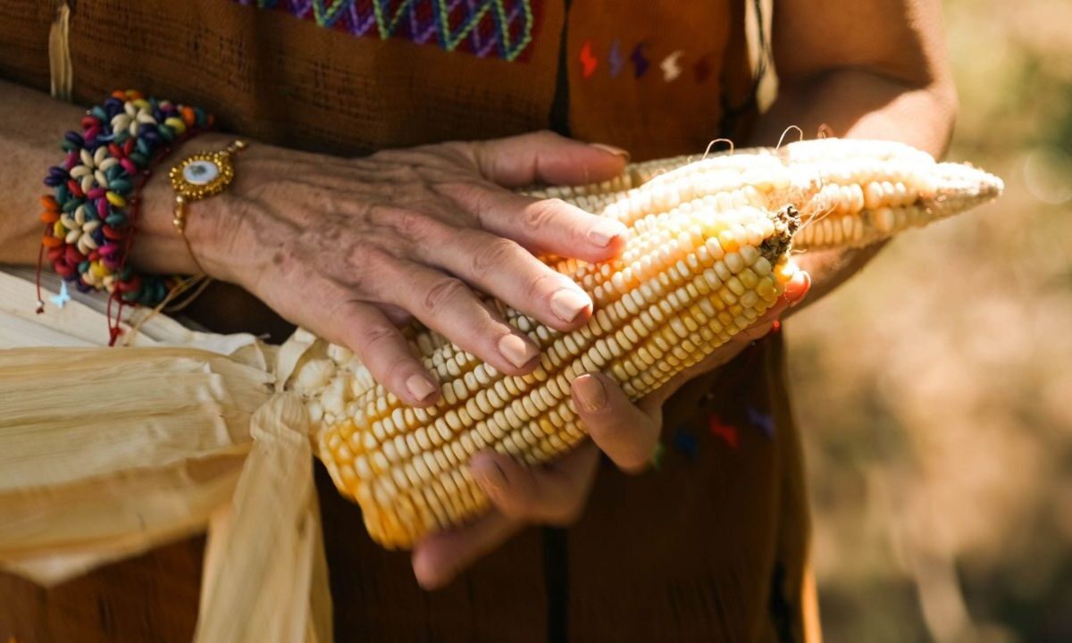 Alicia Bárcena afirmó que un cultivo de maíz debe estar libre de modificaciones genéticas.