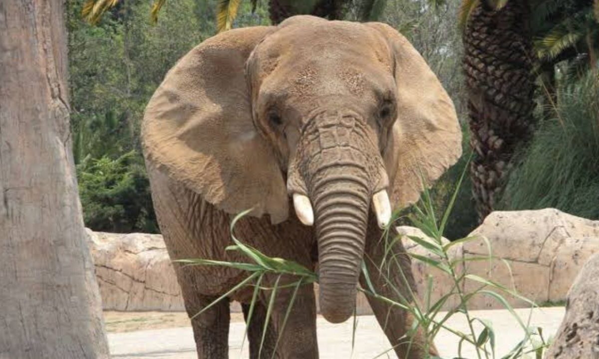 La elefanta Ely se encuentra en el zoológico de San Juan de Aragón.