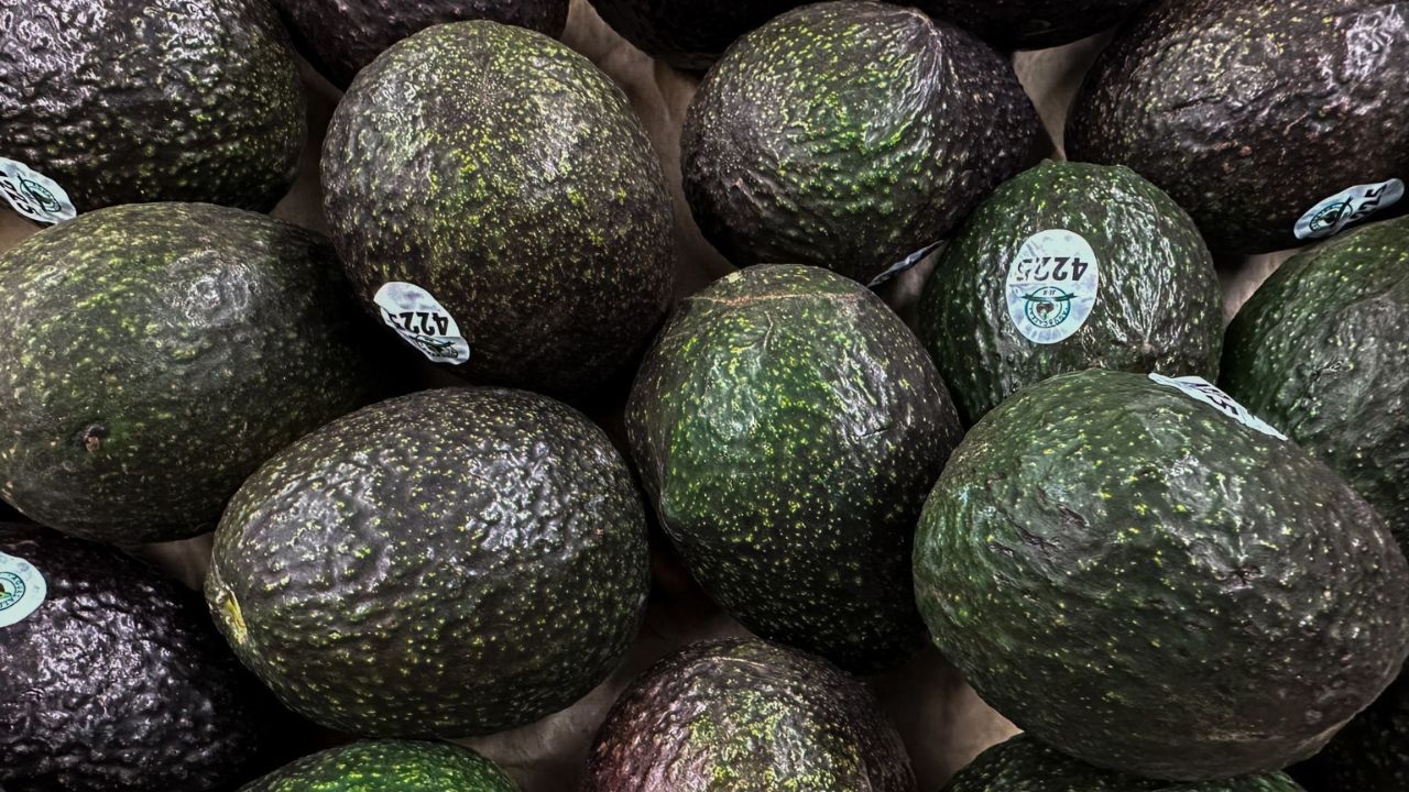 México envió cerca de 250 millones de piezas de aguacate a Estados Unidos con motivo del Super Bowl LIX.