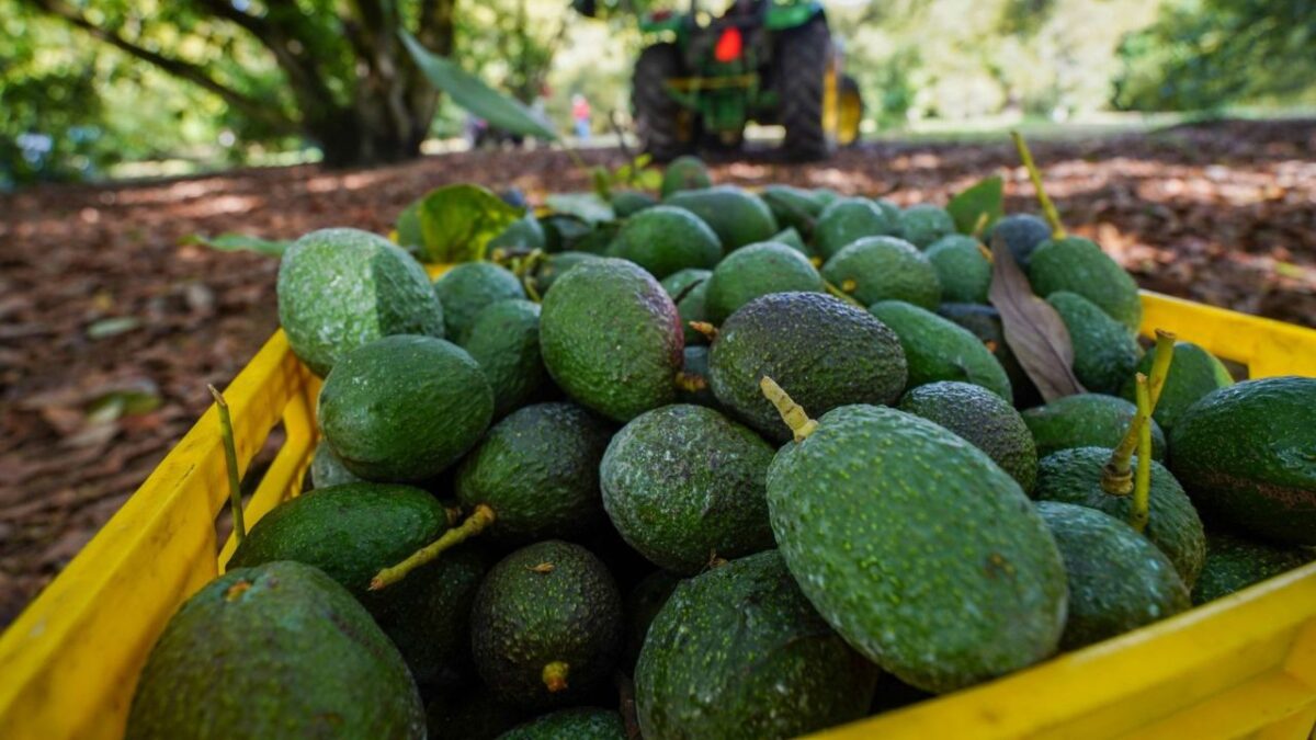 México envió cerca de 250 millones de piezas de aguacate a Estados Unidos con motivo del Super Bowl LIX.