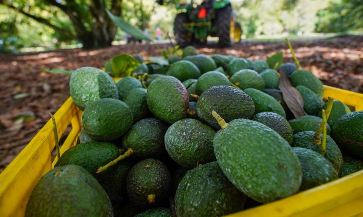 México envió cerca de 250 millones de piezas de aguacate a Estados Unidos con motivo del Super Bowl LIX.