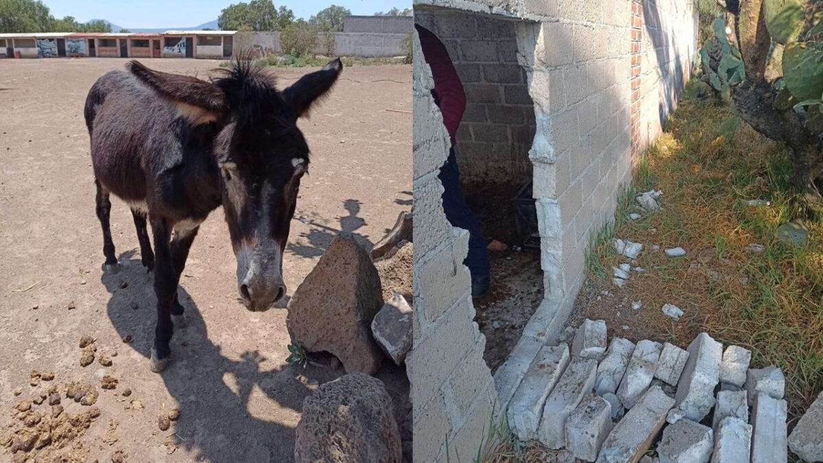 Burrolandia denuncia robo de sus animales