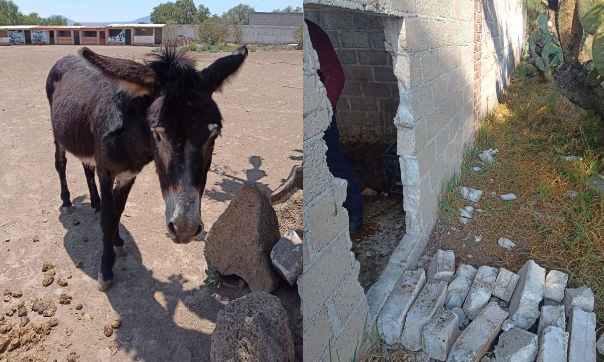 Burrolandia denuncia robo de sus animales