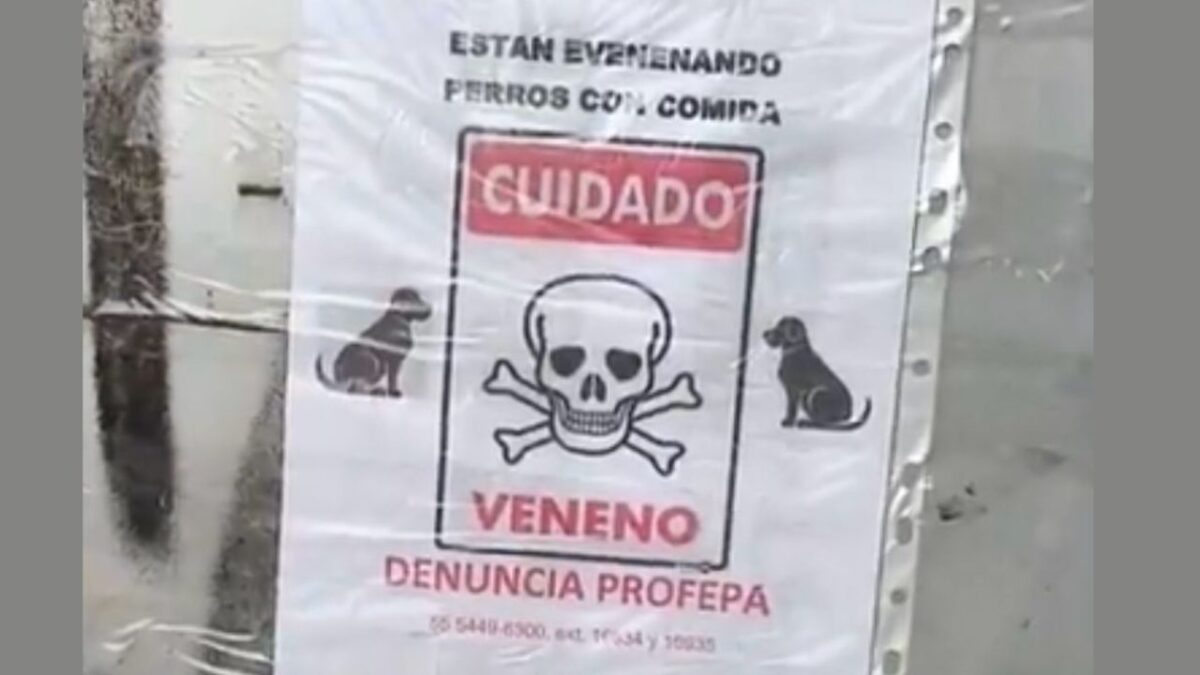 Vecinos piden investigar el envenenamiento de perritos en Ecatepec, Estado de México, al menos ocho canes han perdido la vida.