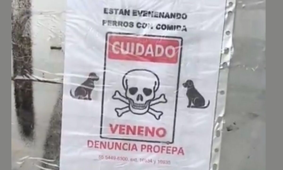 Vecinos piden investigar el envenenamiento de perritos en Ecatepec, Estado de México, al menos ocho canes han perdido la vida.