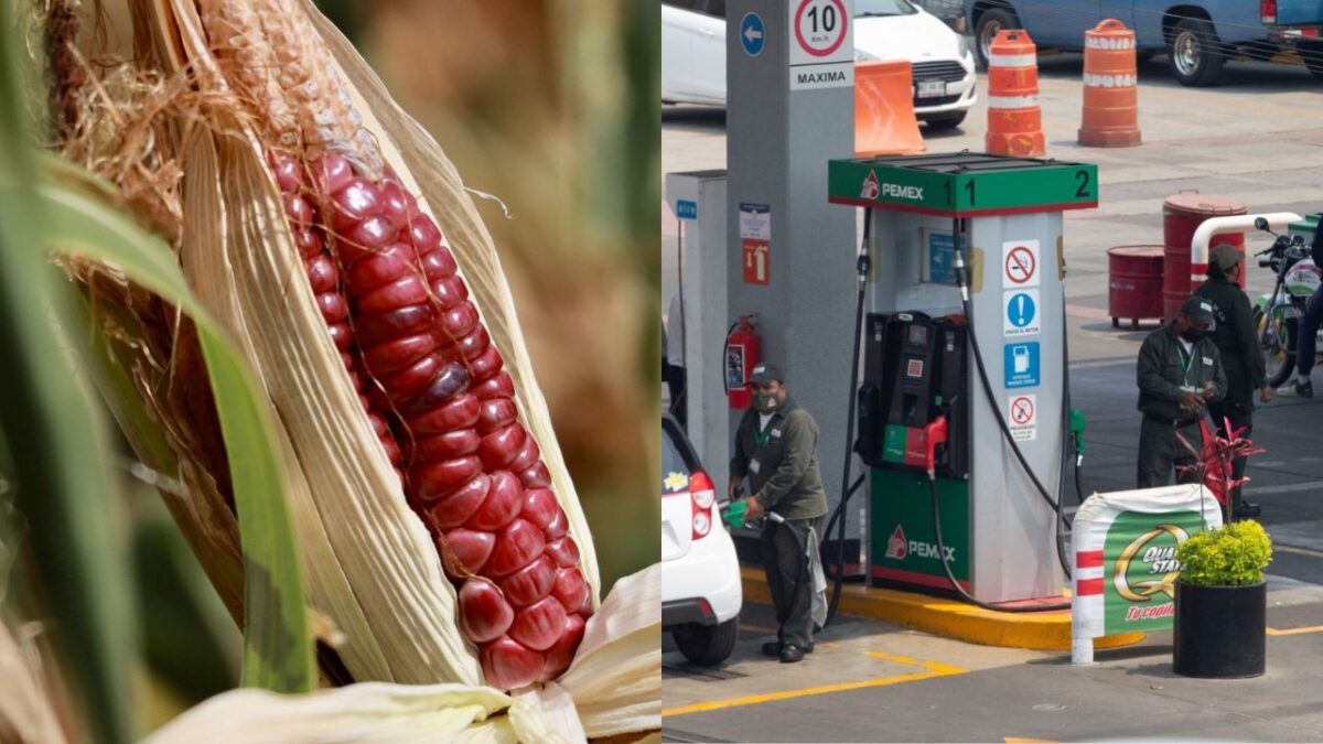 Cámara de Diputados van por aprobación contra maíz transgénico y Ley de Hidrocarburos.