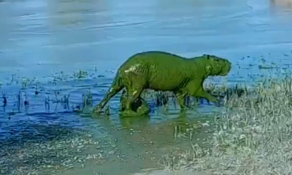 Capibaras verdes han sido vistos últimamente en el río Uruguay en Argentina.