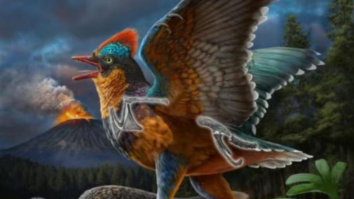 El hallazgo del Baminornis zhenghensis, un ave primitiva que vivió hace 150 millones de años, sugiere que el origen de las aves se remonta al menos 20 millones de años antes de lo estimado.