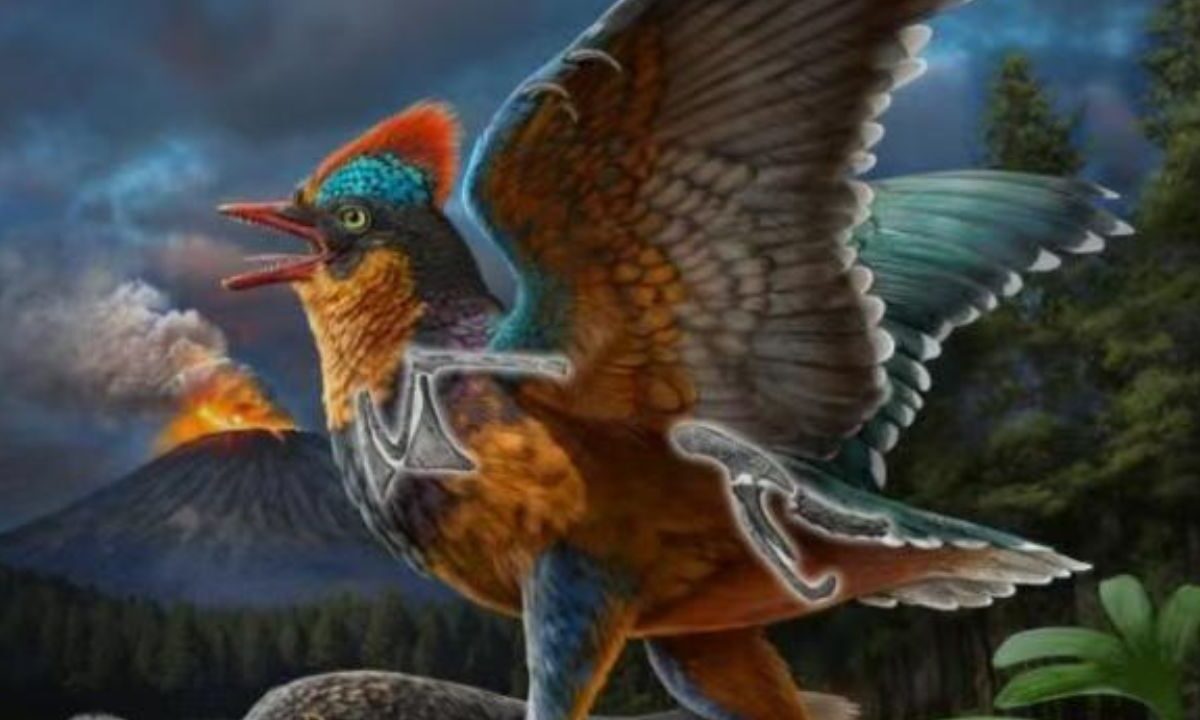 El hallazgo del Baminornis zhenghensis, un ave primitiva que vivió hace 150 millones de años, sugiere que el origen de las aves se remonta al menos 20 millones de años antes de lo estimado.