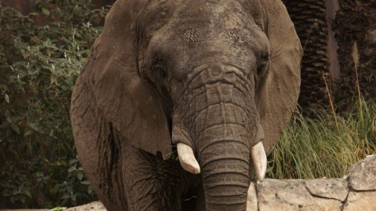 Elefanta Ely habita en el Zoológico de Aragón.