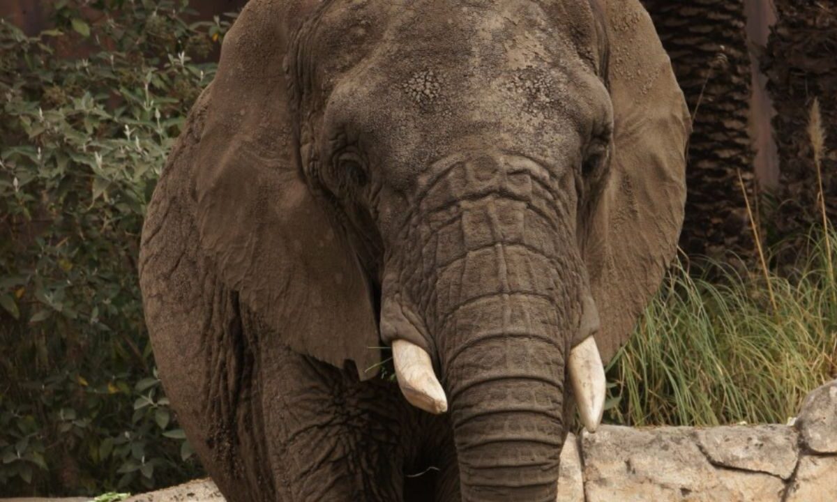 Elefanta Ely habita en el Zoológico de Aragón.