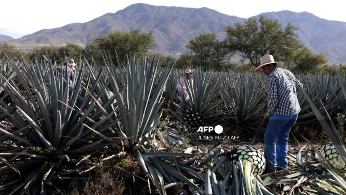 El furor por la exportación de tequila pone contra las cuerdas a productores de agave.