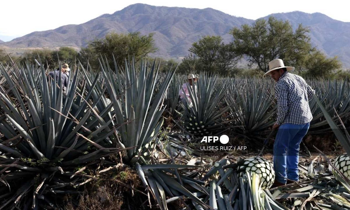 El furor por la exportación de tequila pone contra las cuerdas a productores de agave.