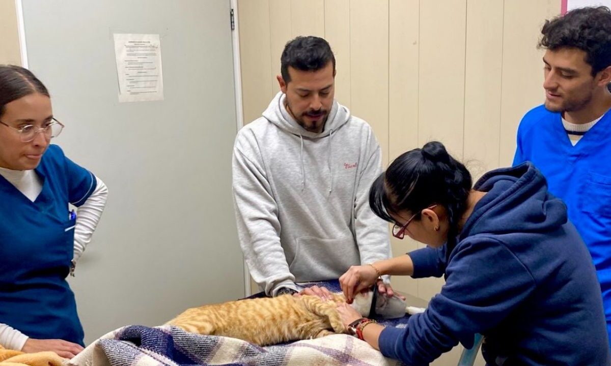 Hospital Veterinario de la CDMX cumple nueve años